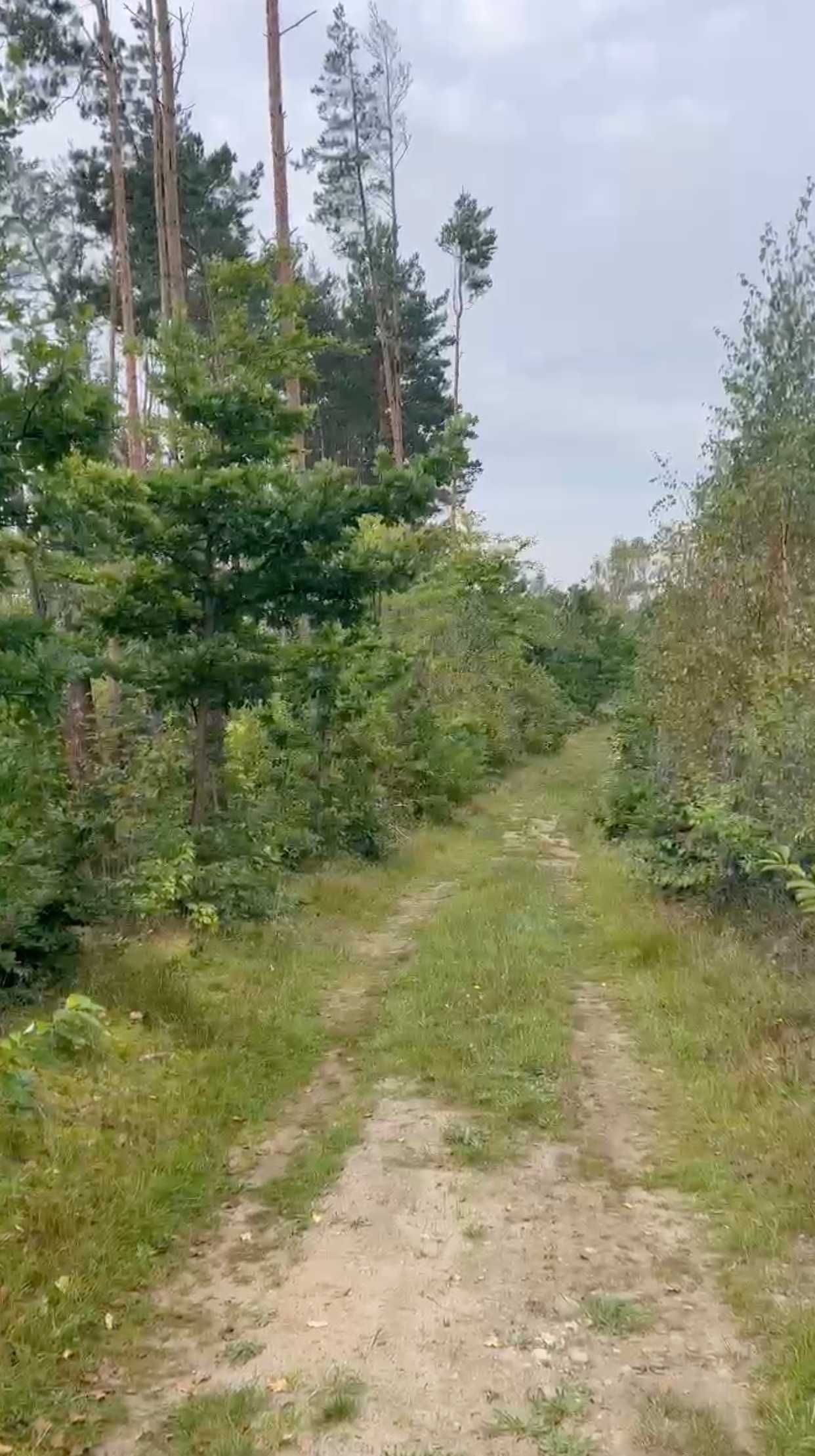 Zdjęcie ogłoszenia 4