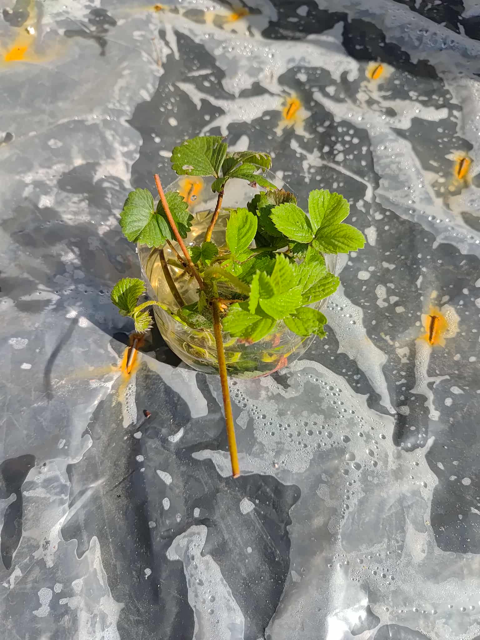 sprzedam sadzonki truskawek